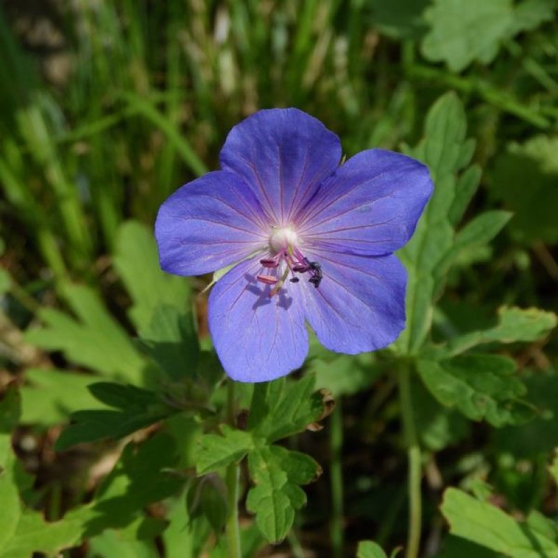 GÉRANIUM x hybridum 'Rozanne' - Géranium vivace