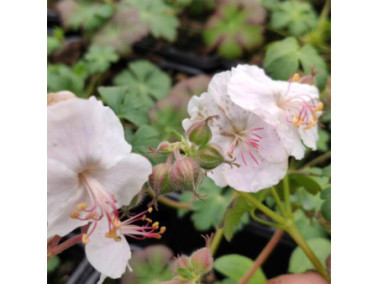 GERANIUM x hybride 'St Ola' - Géranium vivace blanc