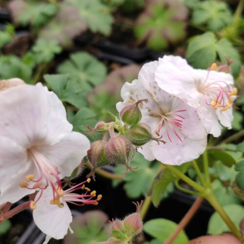 GERANIUM x hybride 'St Ola' - Géranium vivace blanc