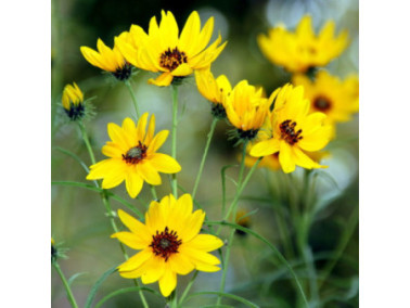 HELIANTHUS salicifolius jaune
