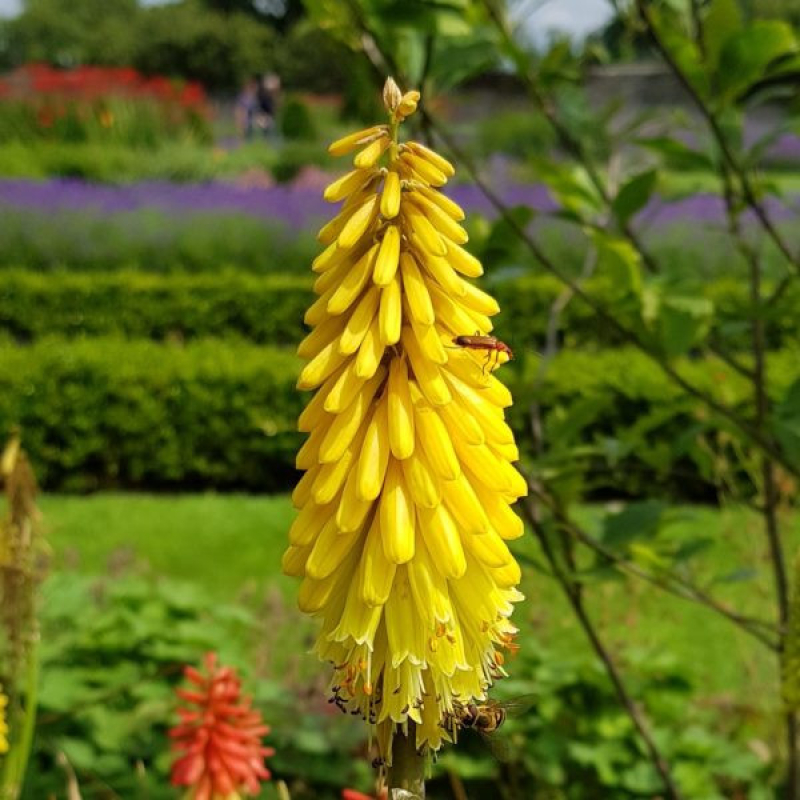 KNIPHOFIA uvaria "Poco" Yellow KNIPHOFIA uvaria "Poco" Yellow