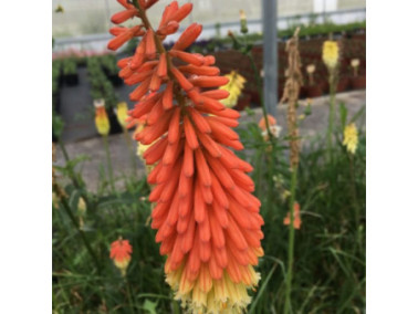 KNIPHOFIA uvaria 'Popsicle' orange vanilla