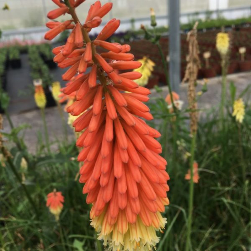 KNIPHOFIA uvaria 'Popsicle' orange vanilla KNIPHOFIA uvaria 'Popsicle' orange vanilla
