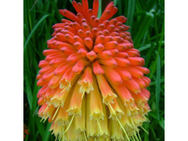 KNIPHOFIA uvaria "flamenco"