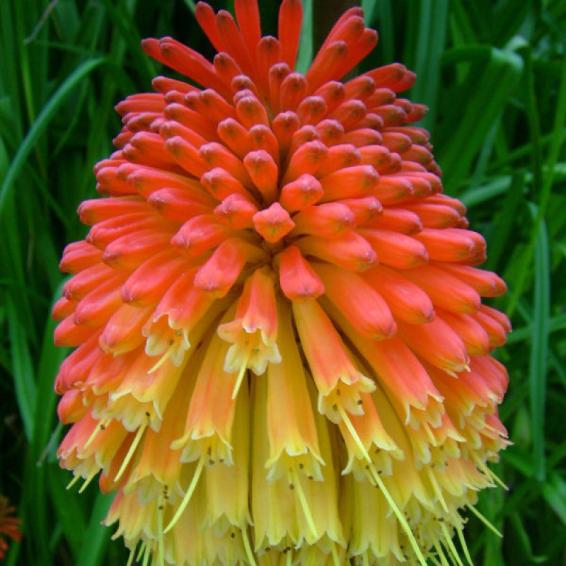 KNIPHOFIA uvaria "flamenco" KNIPHOFIA uvaria "flamenco"