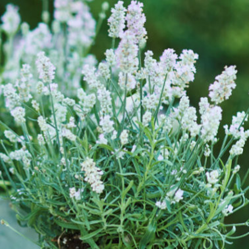 LAVANDE vienco "Early White" - Lavandula LAVANDE vienco "Early White" - Lavandula