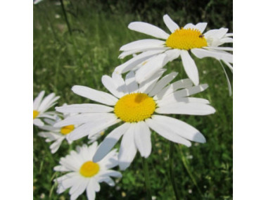 LEUCANTHEMUM x maximum 'snow lady'