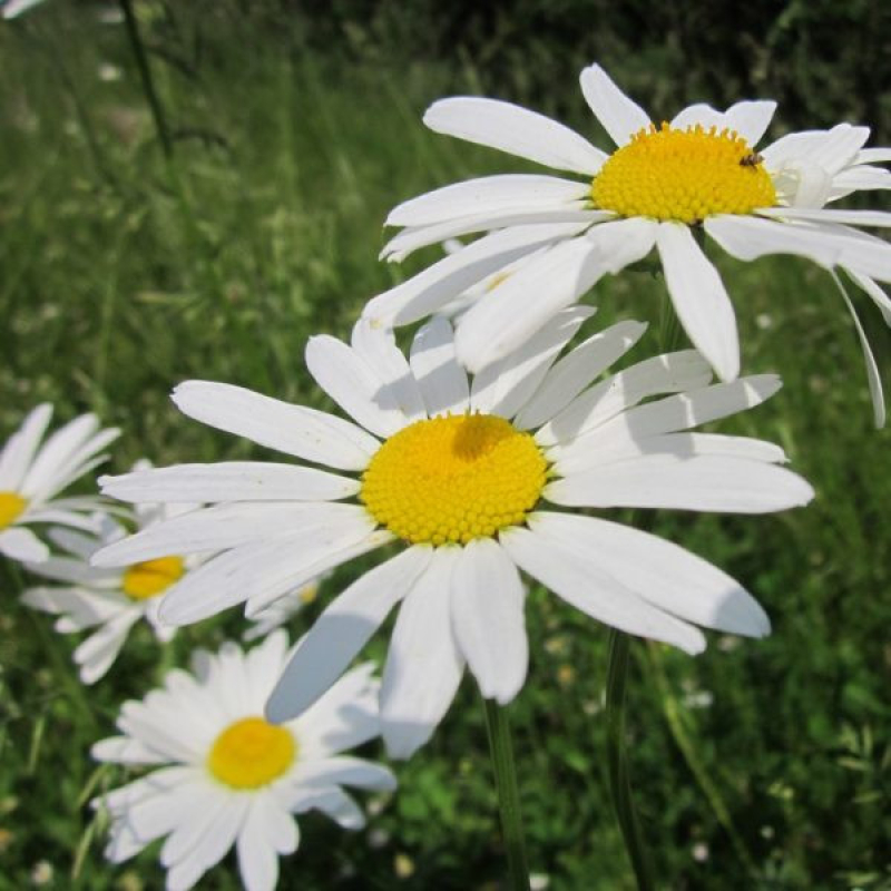 LEUCANTHEMUM x maximum 'snow lady' LEUCANTHEMUM x maximum 'snow lady'