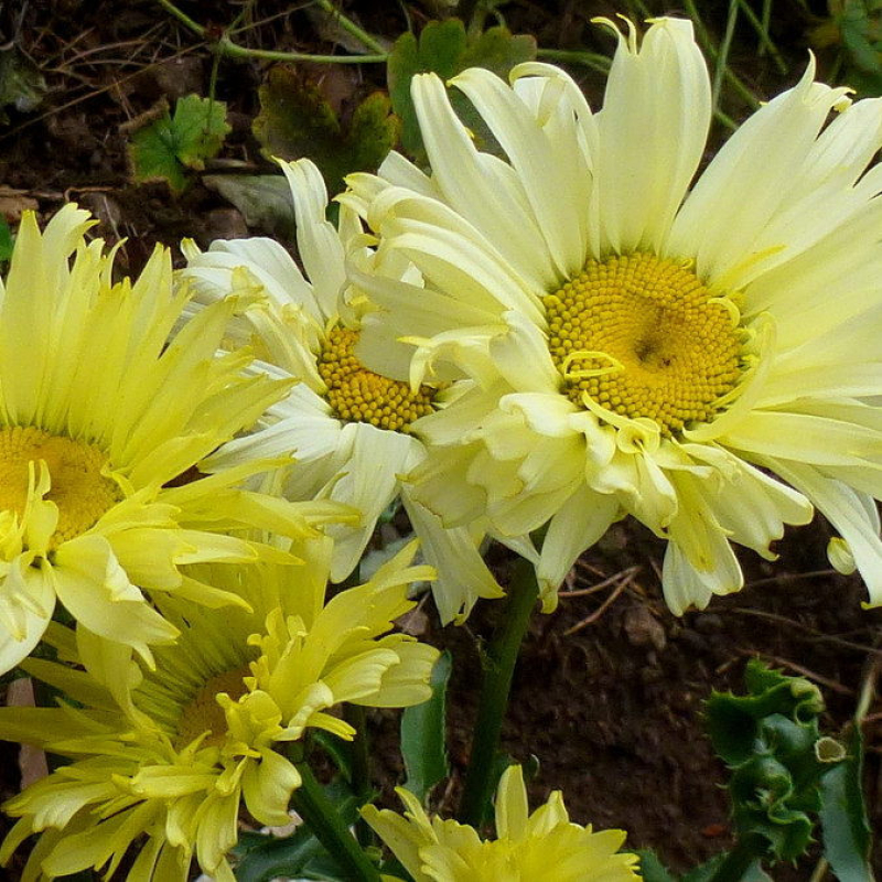 LEUCANTHEMUM x maximum "goldfinch" jaune LEUCANTHEMUM x maximum "goldfinch" jaune