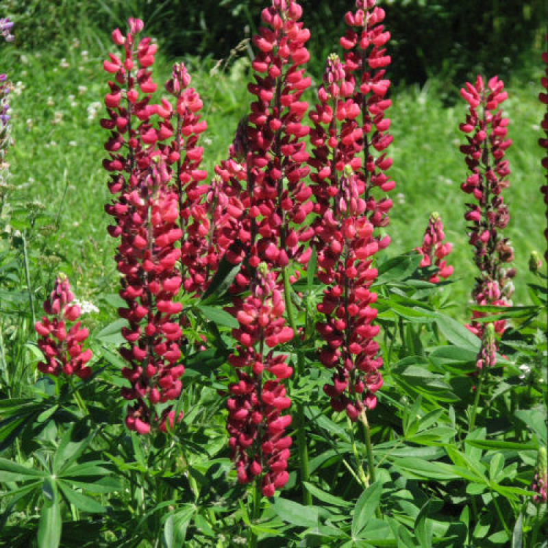 LUPIN 'Lupini rouge' - Lupinus Polyphyllus LUPIN 'Lupini rouge' - Lupinus Polyphyllus