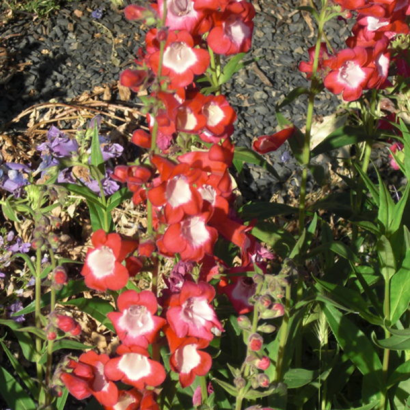 PENSTEMON Polaris red PENSTEMON Polaris red
