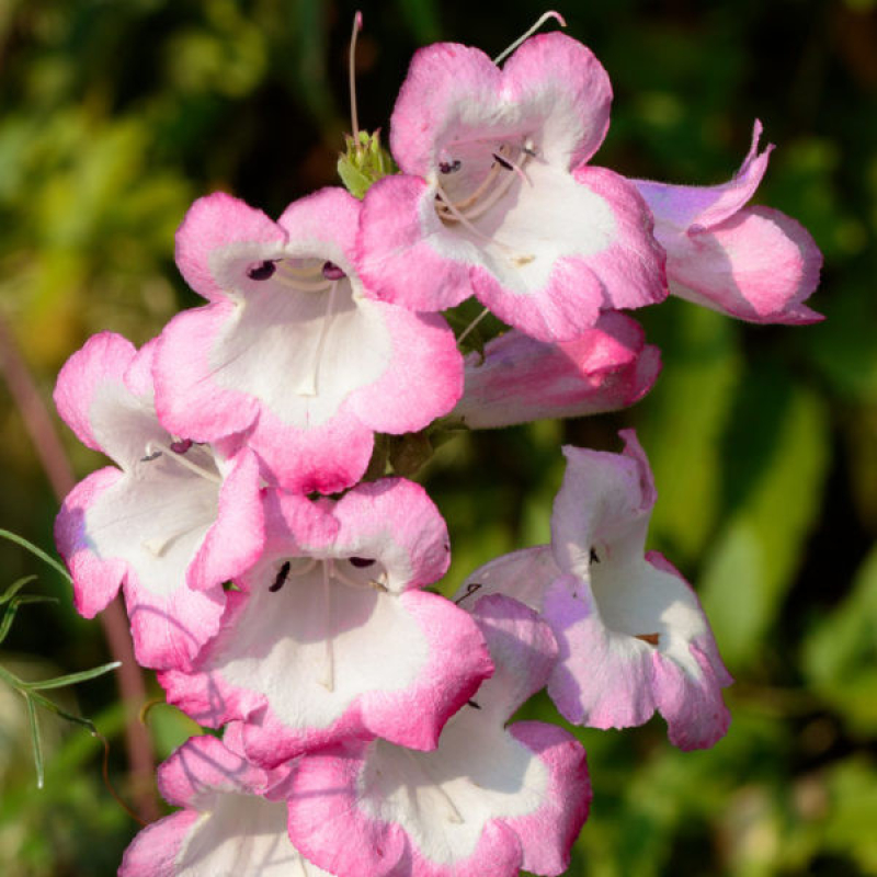 PENSTEMON Polaris rose PENSTEMON Polaris rose
