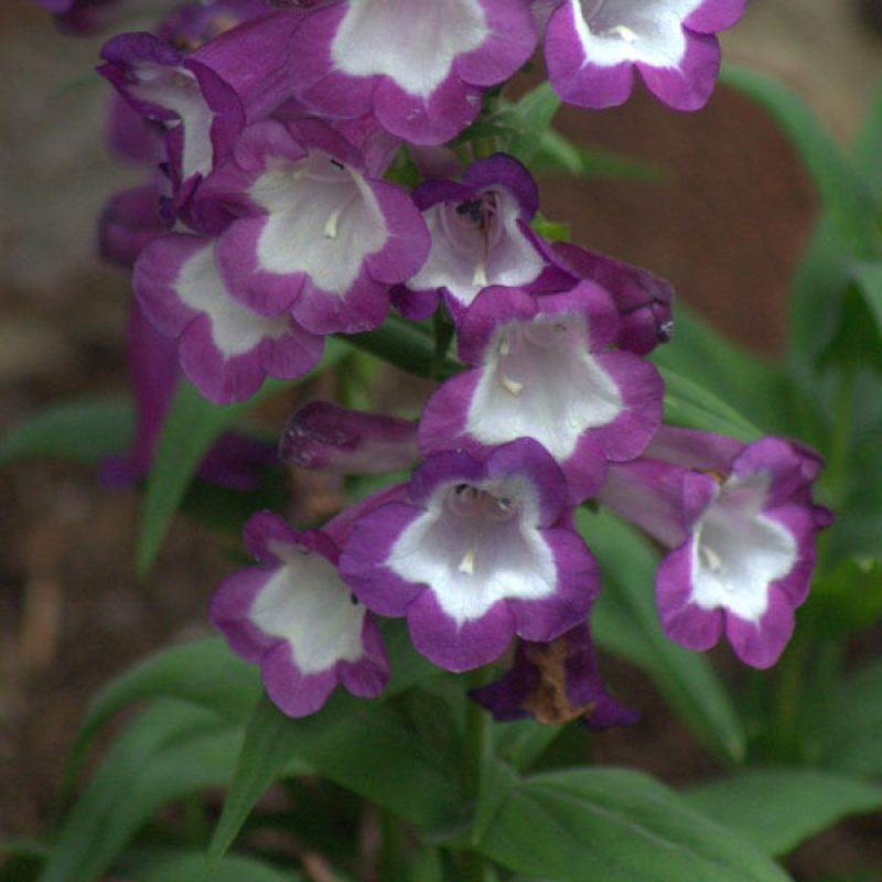 PENSTEMON Polaris purple PENSTEMON Polaris purple