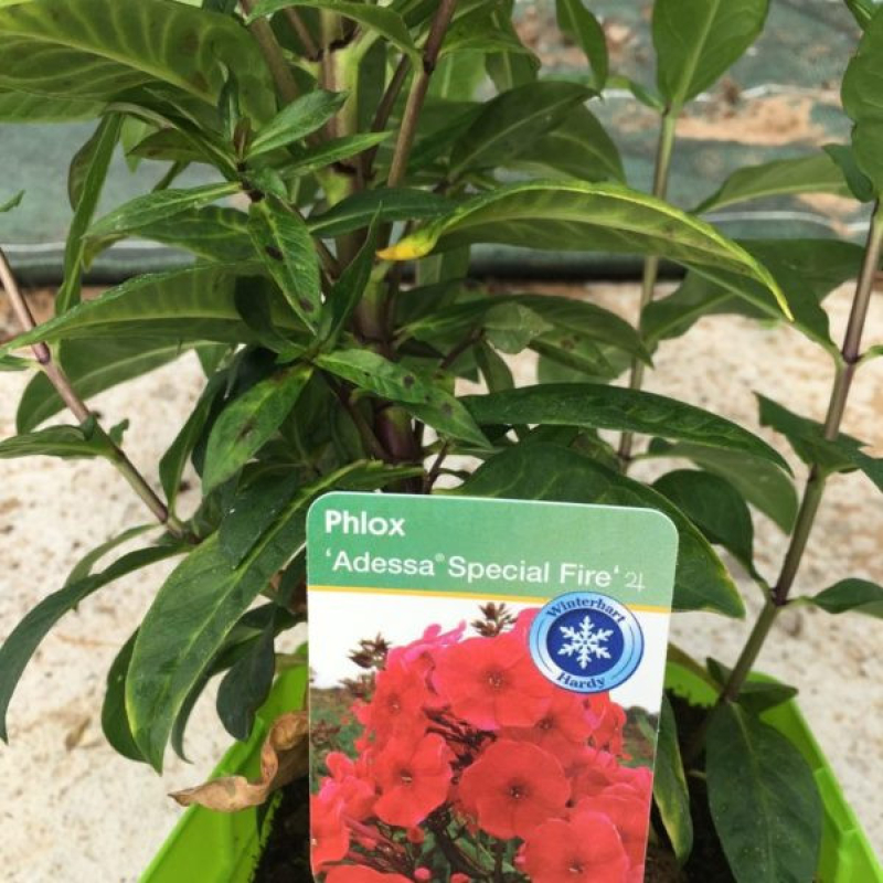 PHLOX paniculata adessa 'Special Fire' - phlox paniculé