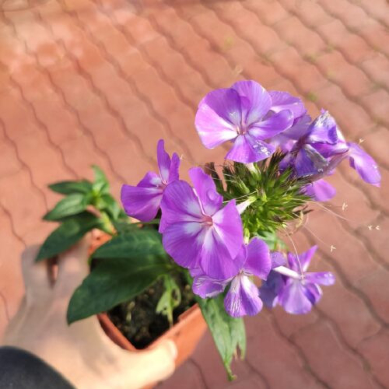 PHLOX paniculata adessa special 'Purple star' - phlox paniculé PHLOX paniculata adessa special 'Purple star' - phlox paniculé