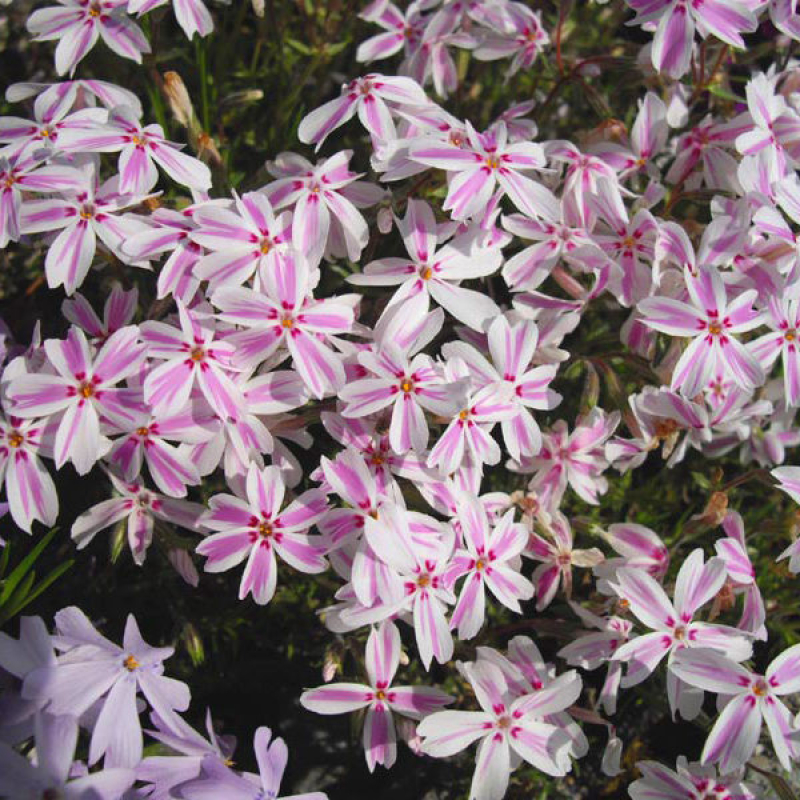 PHLOX subulata "Candy Stripes" PHLOX subulata "Candy Stripes"