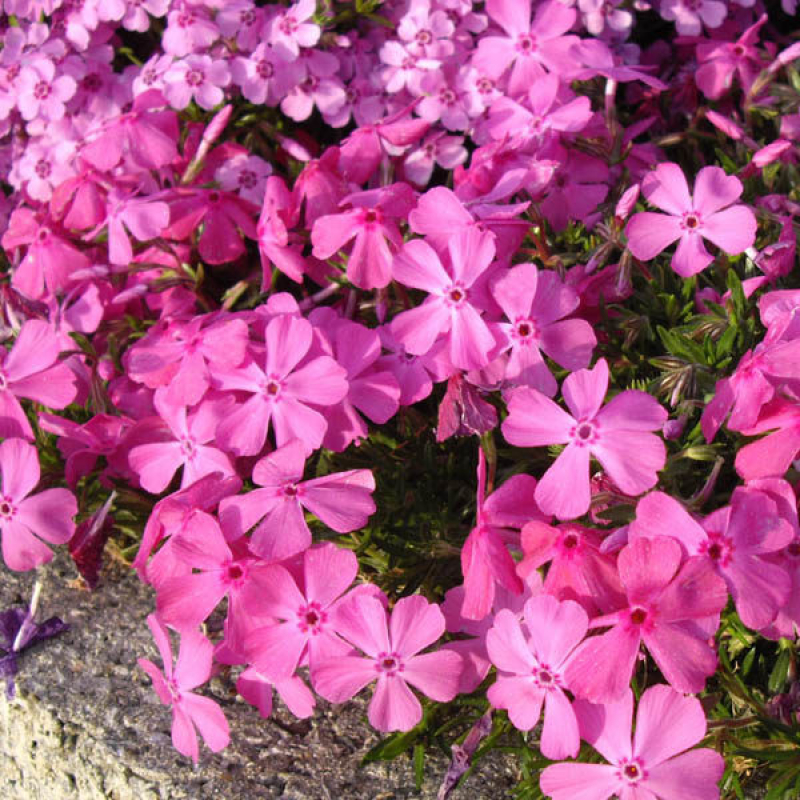 PHLOX subulata 'Mc Daniels Cushion' PHLOX subulata 'Mc Daniels Cushion'