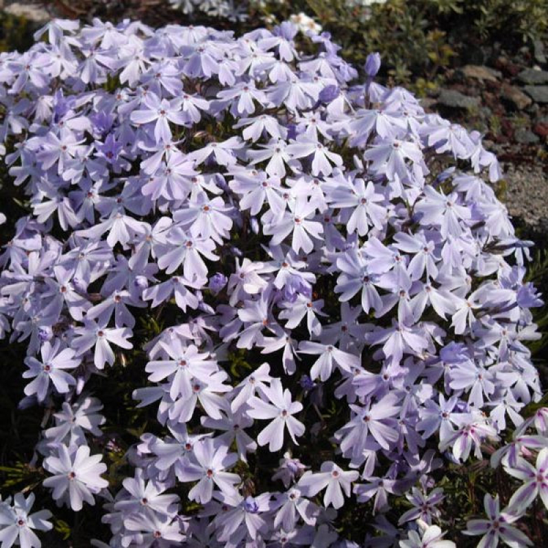 PHLOX subulata 'Emerals Cushion blue' PHLOX subulata 'Emerals Cushion blue'