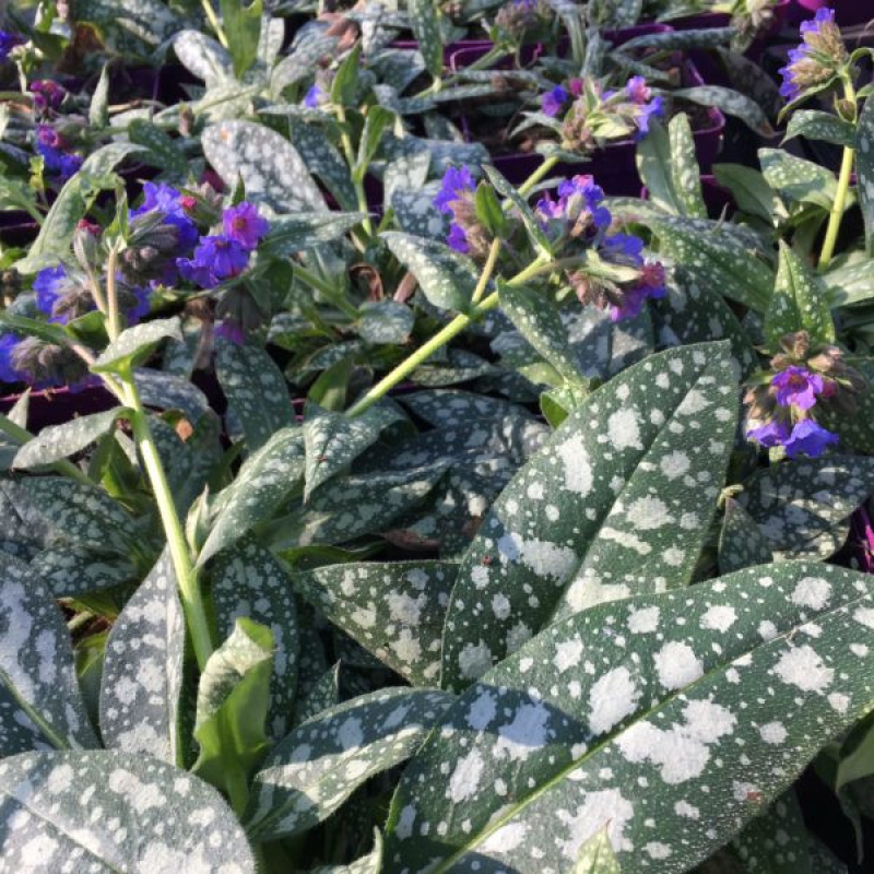 PULMONARIA x hybrida 'Silver Bouquet' - Pulmonaire PULMONARIA x hybrida 'Silver Bouquet' - Pulmonaire
