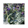 PULMONARIA x hybrida 'Silver Bouquet' - Pulmonaire PULMONARIA x hybrida 'Silver Bouquet' - Pulmonaire