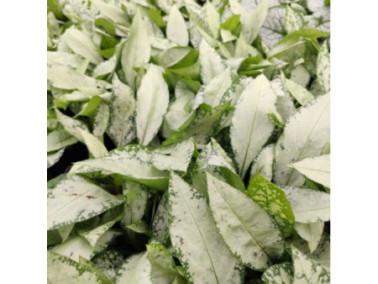 PULMONARIA x hybrida 'Silver Bouquet' - Pulmonaire PULMONARIA x hybrida 'Silver Bouquet' - Pulmonaire