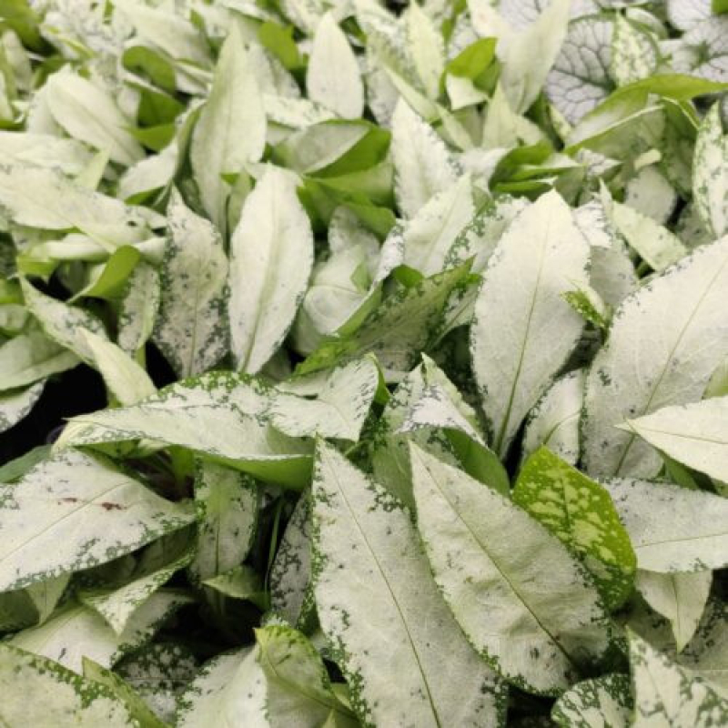 PULMONARIA x hybrida 'Silver Bouquet' - Pulmonaire PULMONARIA x hybrida 'Silver Bouquet' - Pulmonaire