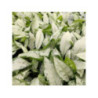 PULMONARIA x hybrida 'Silver Bouquet' - Pulmonaire PULMONARIA x hybrida 'Silver Bouquet' - Pulmonaire