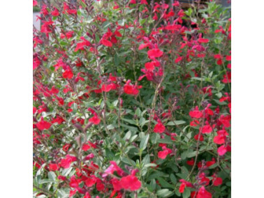 Sauge vivace - SALVIA "Grahamii red"