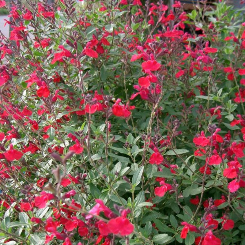 Sauge vivace - SALVIA "Grahamii red" Sauge vivace - SALVIA "Grahamii red"