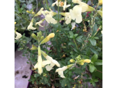 Sauge arbustive - SALVIA Greggii 'Mirage Cream'