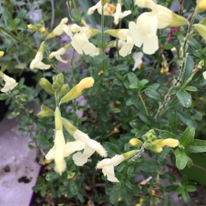 Sauge arbustive - SALVIA Greggii 'Mirage Cream' Sauge arbustive - SALVIA Greggii 'Mirage Cream'