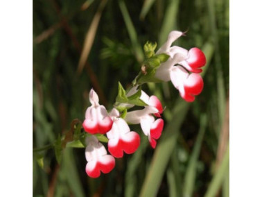 Sauge arbustive - SALVIA x hybrida "Hot lips"