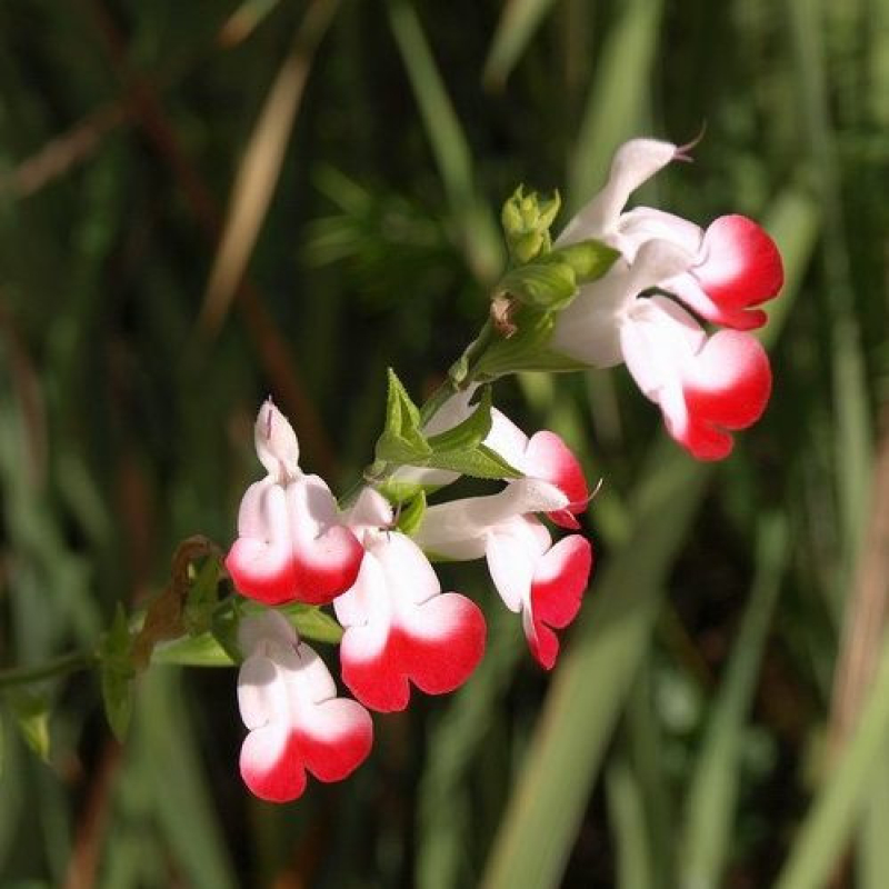Sauge arbustive - SALVIA x hybrida "Hot lips"