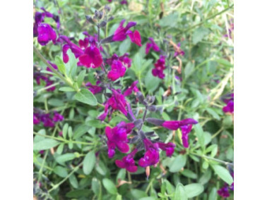 Sauge arbustive - SALVIA 'greggii violette de loire'