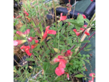 Sauge arbustive - SALVIA Greggii 'Mirage Salmon'
