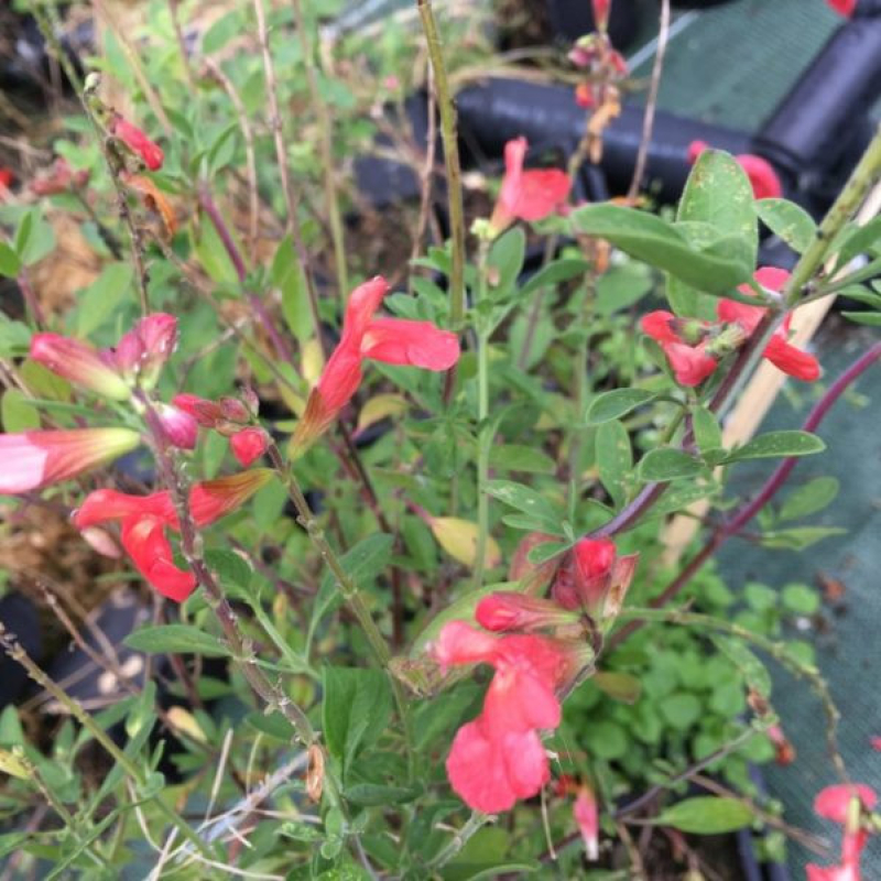 Sauge arbustive - SALVIA Greggii 'Mirage Salmon'