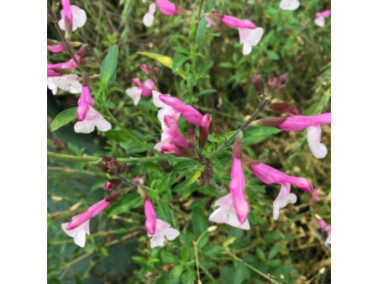 Sauge arbustive - SALVIA 'Greggii Joy'