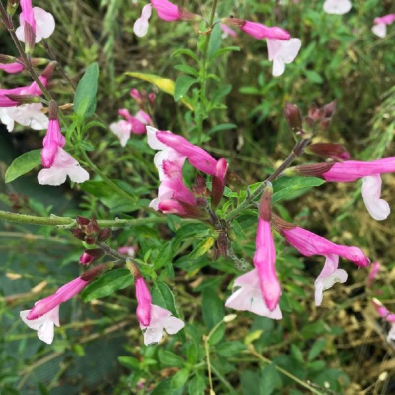 Sauge arbustive - SALVIA 'Greggii Joy' Sauge arbustive - SALVIA 'Greggii Joy'