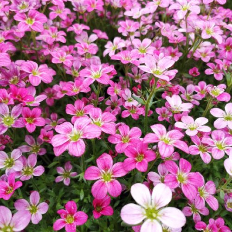 SAXIFRAGA x arendsii 'Alpino Early Carnival' SAXIFRAGA x arendsii 'Alpino Early Carnival'