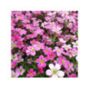 SAXIFRAGA x arendsii 'Alpino Early Carnival' SAXIFRAGA x arendsii 'Alpino Early Carnival'