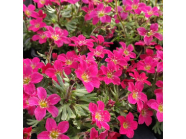 SAXIFRAGA x arendsii 'Alpino Early Carnival' SAXIFRAGA x arendsii 'Alpino Early Carnival'