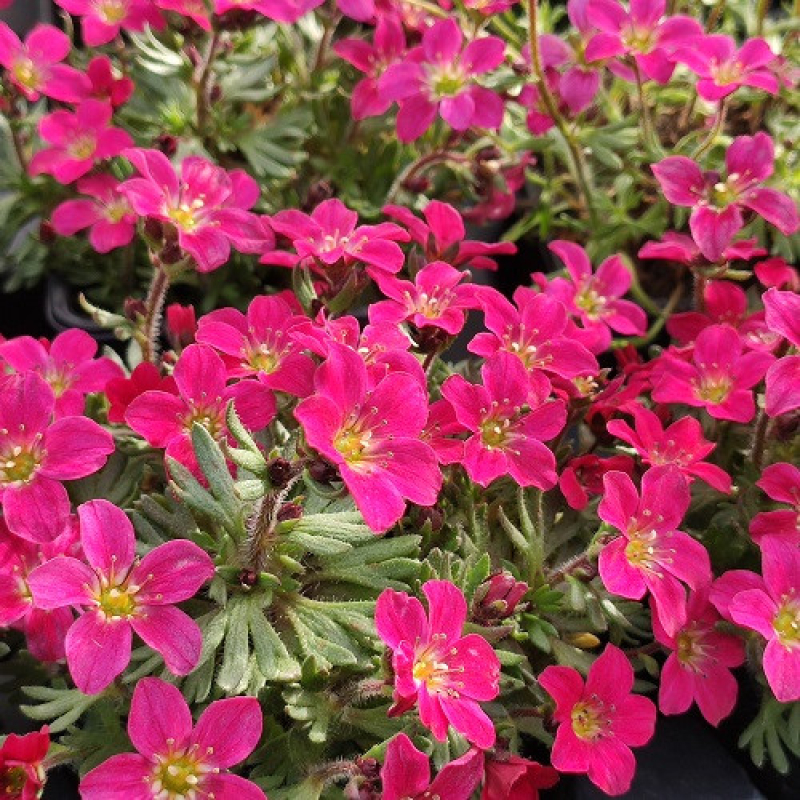 SAXIFRAGA x arendsii 'Alpino Early Carnival' SAXIFRAGA x arendsii 'Alpino Early Carnival'