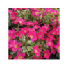 SAXIFRAGA x arendsii 'Alpino Early Carnival' SAXIFRAGA x arendsii 'Alpino Early Carnival'