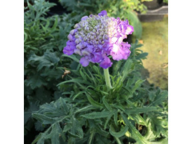 Scabieuse vivace - SCABIOSA columbia 'Mariposa blue'