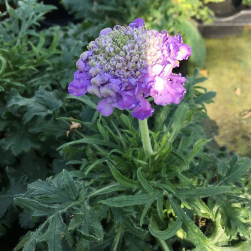 Scabieuse vivace - SCABIOSA columbia 'Mariposa blue' Scabieuse vivace - SCABIOSA columbia 'Mariposa blue'