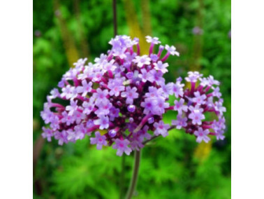 Verveine de Buenos Aires - VERBENA bonariensis 'Violetta'
