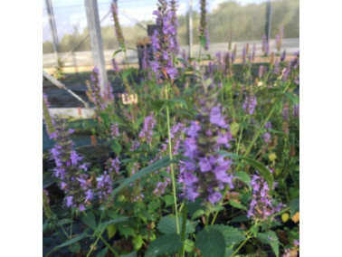 AGASTACHE 'Little Adder'