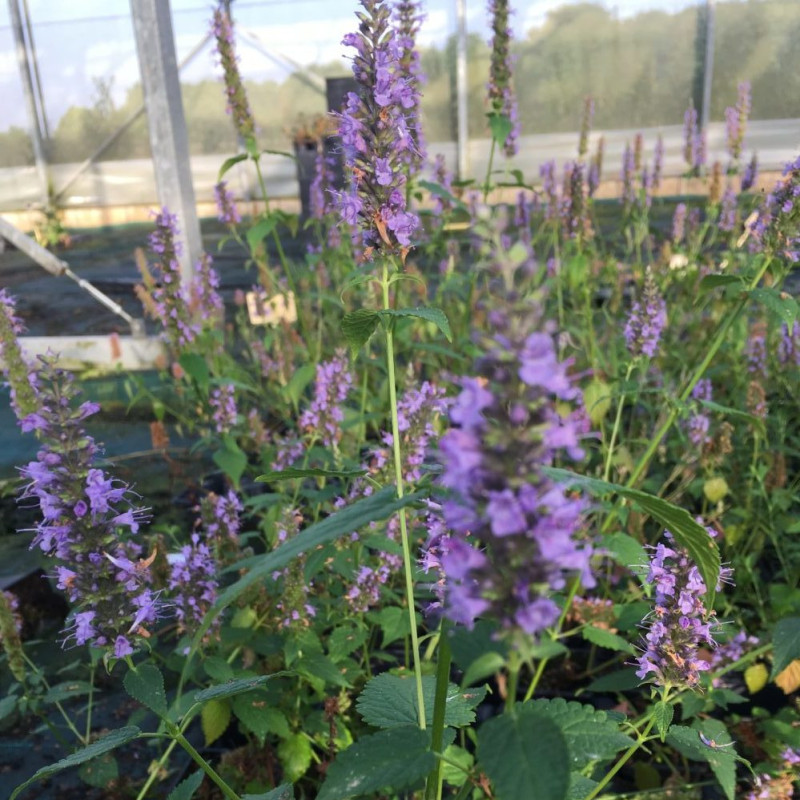 AGASTACHE 'Little Adder'