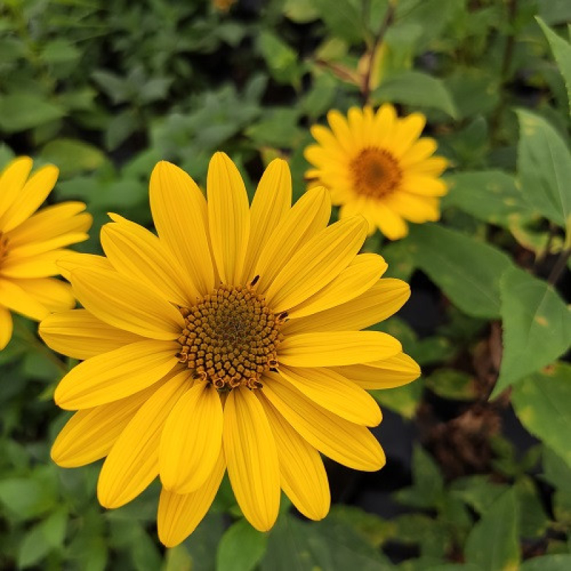 HELIANTHUS 'Suncatcher Pure Gold' HELIANTHUS 'Suncatcher Pure Gold'