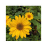 HELIANTHUS 'Suncatcher Pure Gold' HELIANTHUS 'Suncatcher Pure Gold'